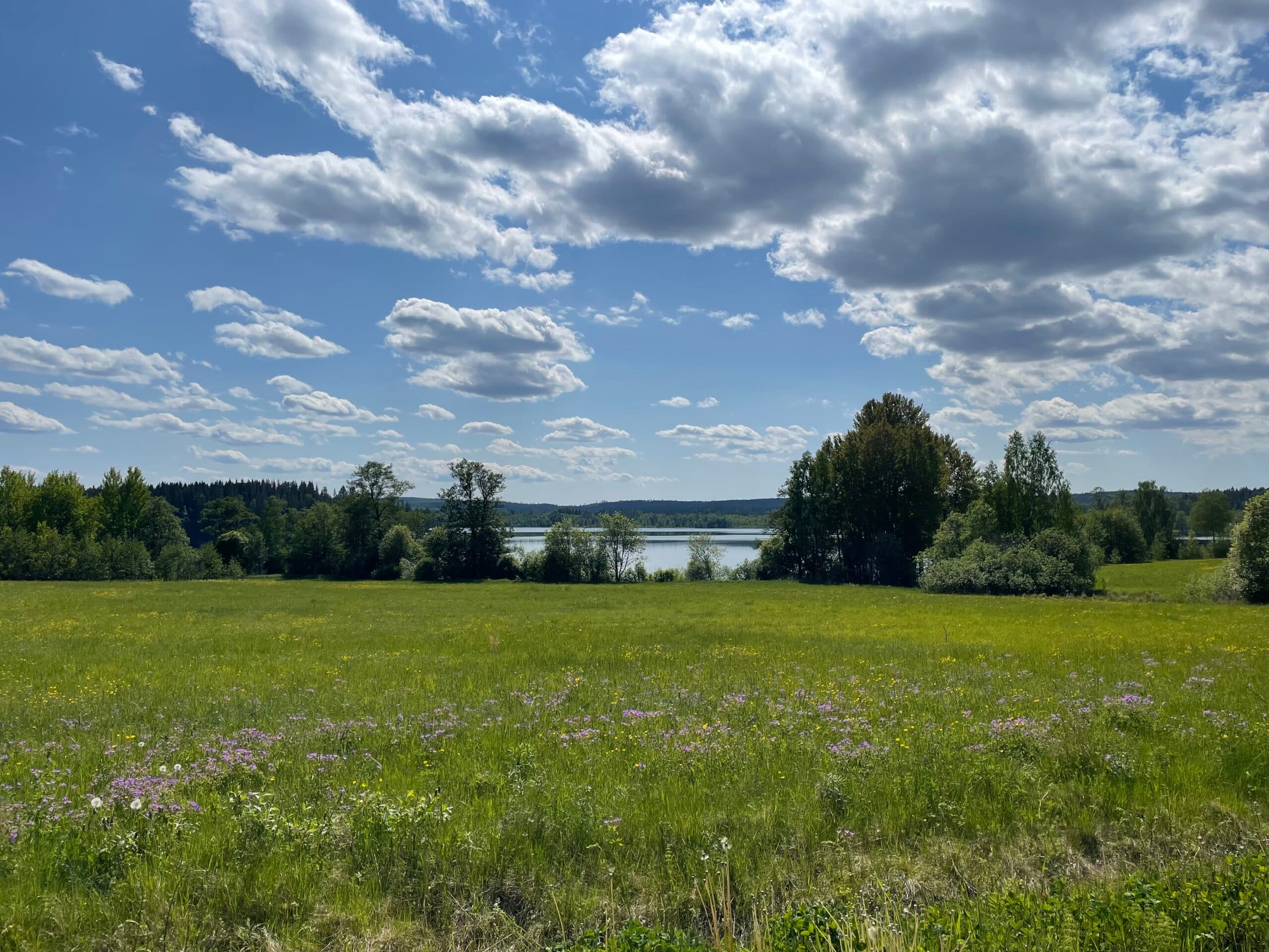 Åker i sommarskrud vid Hedströmmen