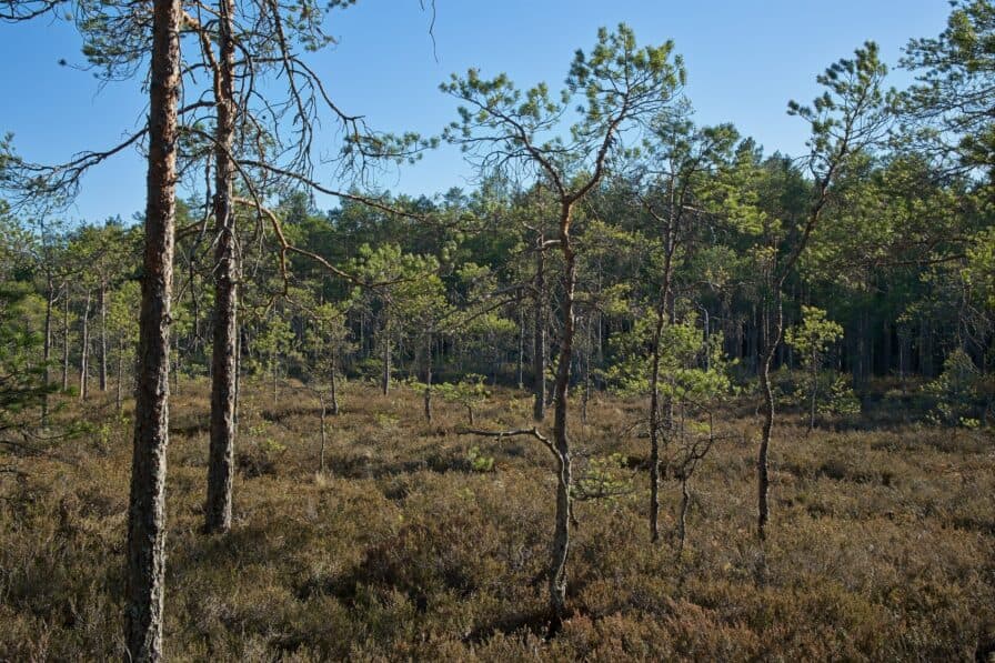 Skäftmossen i Grisnäsreservatet